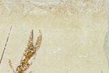 Fossil Lobster (Pseudostacus) with Brittle Stars - Hakel, Lebanon #162774-3